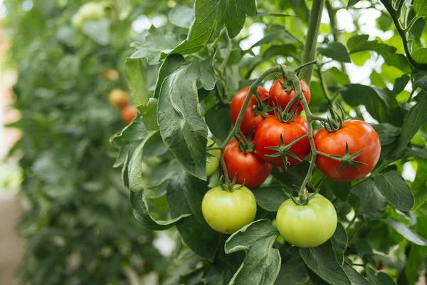 温室で生態学的なトマトと緑の枝のクローズ アップ — ストック写真