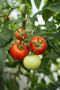 yakın çekim yeşil Şubesi sera ekolojik domates ile.