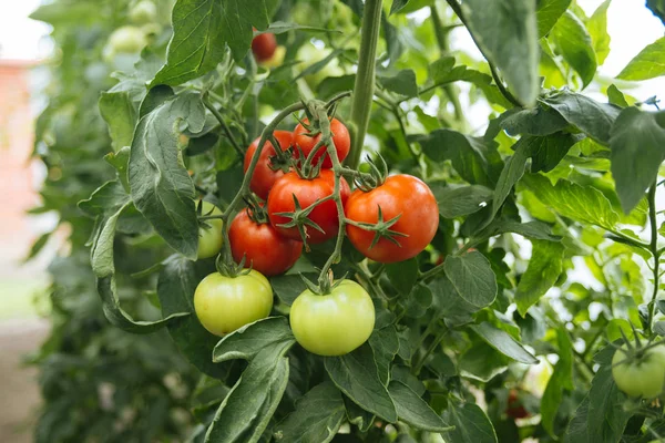 yakın çekim yeşil Şubesi sera ekolojik domates ile.