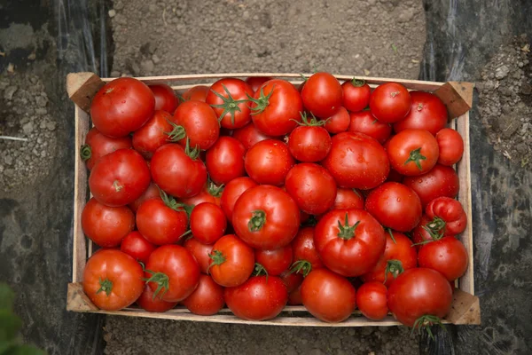 close-up of ecological red tomatoes in wooden box in greenhouse.