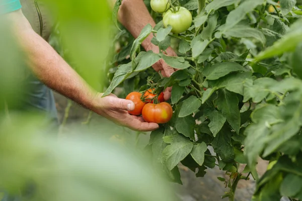 serada domates tutan adam.