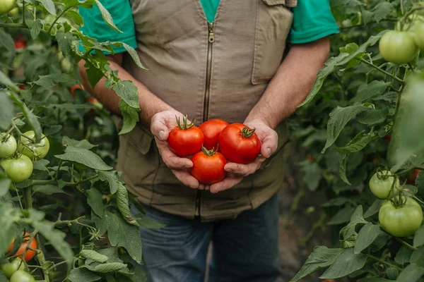 Homem Segurando Tomates Frescos Estufa — Fotografia de Stock