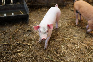 Küçük domuz çiftliğindeki. Besi domuzlar.