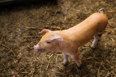 Küçük domuz çiftliğindeki. Besi domuzlar.