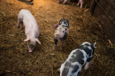 Küçük domuz çiftliğindeki. Besi domuzlar.