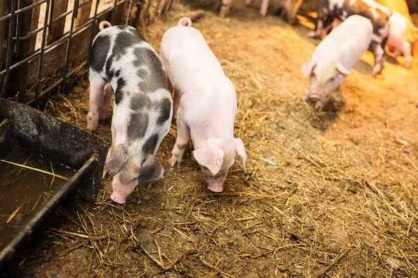 Küçük domuz çiftliğindeki. Besi domuzlar.