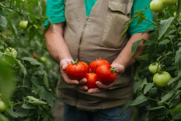 Tiro Cultivado Agricultor Segurando Tomates Vermelhos Maduros Jardim — Fotografia de Stock