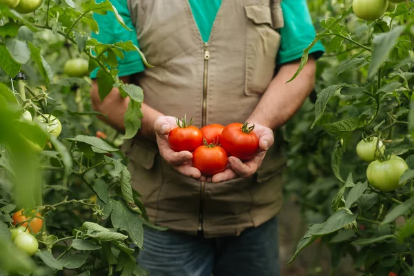 Tiro Cultivado Agricultor Segurando Tomates Vermelhos Maduros Jardim — Fotografia de Stock
