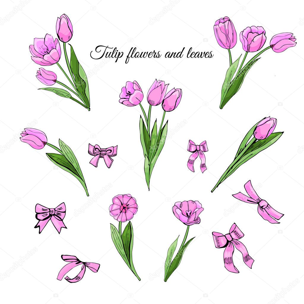 Set hand drawn colored  sketch with pink  tulip flowers, leaves and bows isolated on white  background. Vector illustration.