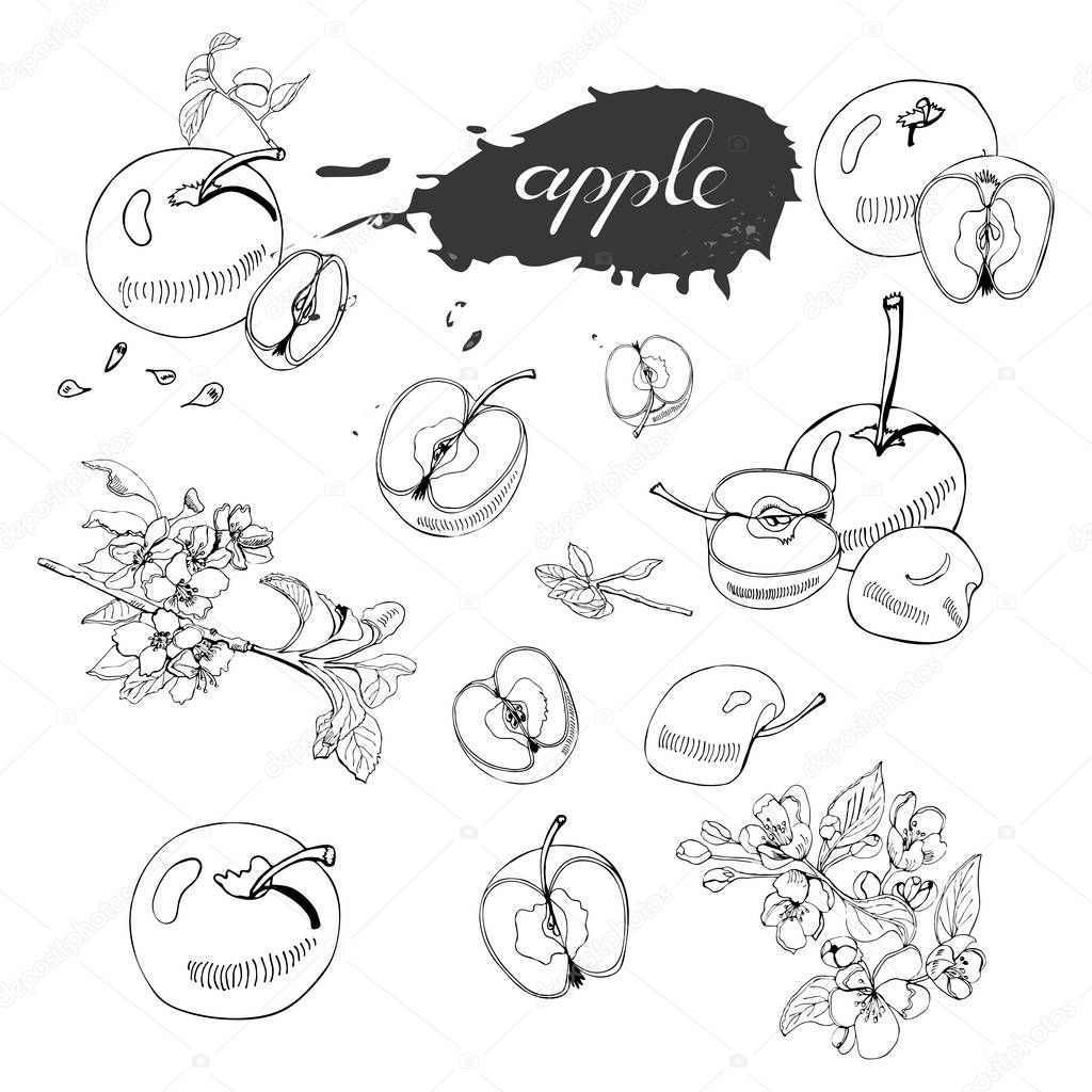 Collection Of Blossoming Branch Of Apple Tree Abstract Spot Lettering And Whole And Sliced Apples Hand Drawn Sketch Of Malus Flowers And Apples Isolated On White Background Vector Illustration Premium Vector