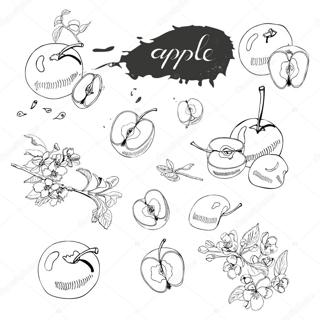 Collection of blossoming branch of apple tree, abstract  spot, lettering and whole and sliced apples. Hand drawn sketch of  malus flowers and apples isolated on white background. Vector illustration.