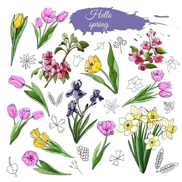 Conjunto Diferentes Flores Primavera Tulipa Íris Narciso Malus Elementos Doodle — Vetor de Stock