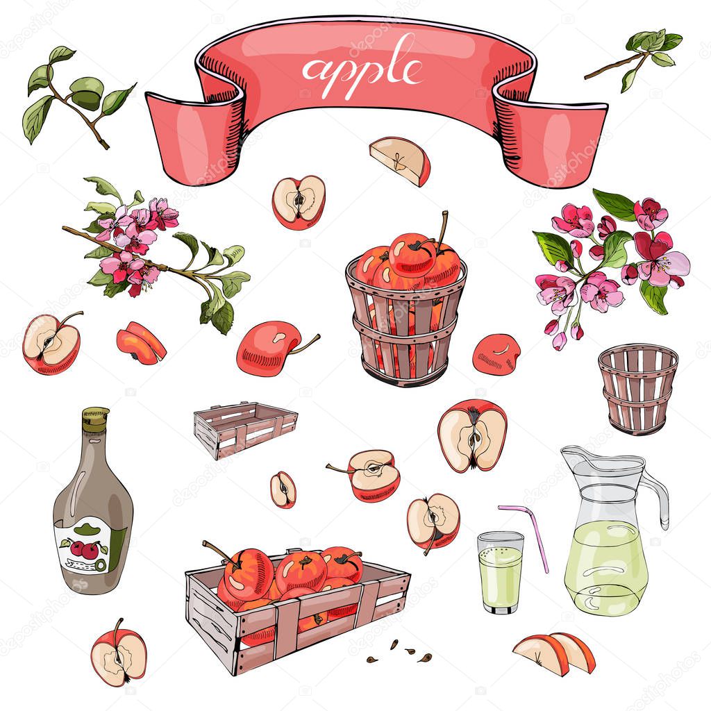 Hand drawn colored  sketch of different objects, pink malus flowers, red apples, basket, bottle and tape on white  background. Vector illustration.