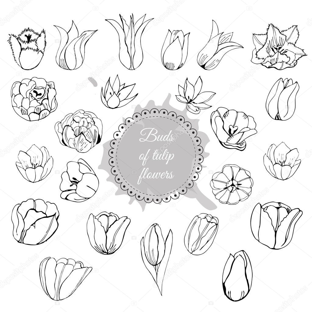 Collection of different hand drawn buds of tulip flowers. Monochrome composition with circle and abstract spot. Vector illustration.