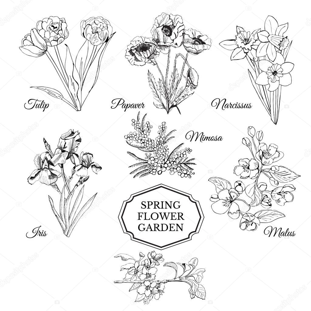 ✓ Set of hand drawn graphic sketch of spring flowers for flower ...