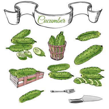 Yeşil topluluğu çizilmiş salatalık, kutu ve sepeti ver. Mürekkep ve renkli kroki. Beyaz arka plan üzerinde izole bütün ve dilimlenmiş öğeleri. Vektör çizim.