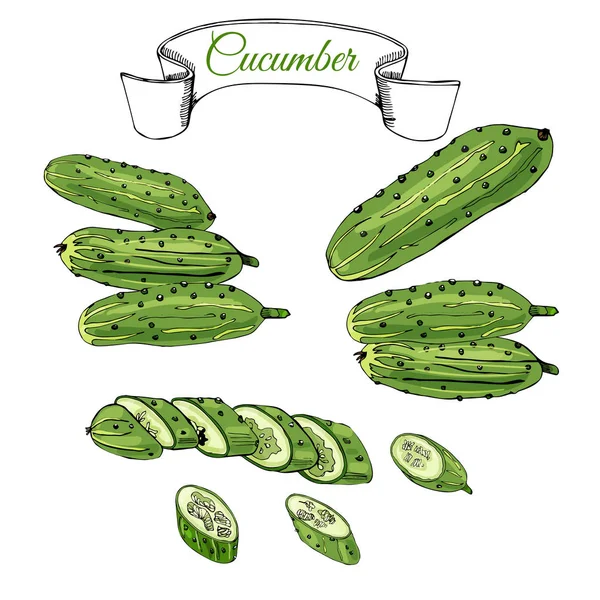 Collectie Van Groene Hand Getekende Komkommers Inkt Gekleurde Schets Hele — Stockvector