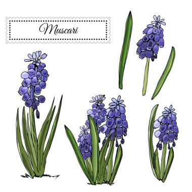 Tomurcukları ve menekşe muscari yaprakları kümesi. El çekilmiş renkli kroki ile sping çiçekler. Vektör çizim.