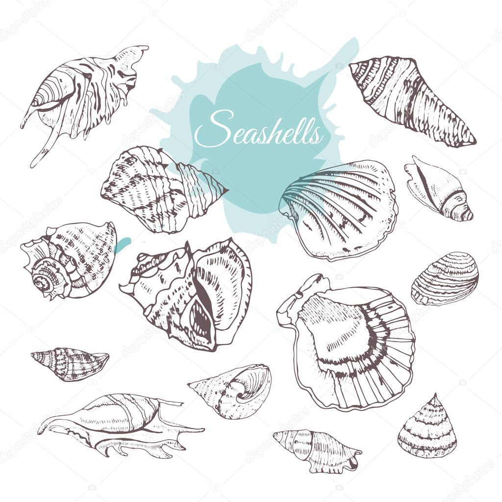 Set of hand drawn sketch with seashells. Sepia elements and  aquamarine spot isolated on white background.