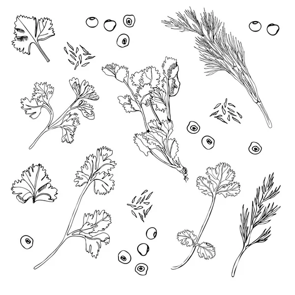 Raccolta di diverse erbe e spezie. Schizzo di inchiostro disegnato a mano isolato su sfondo bianco . — Vettoriale Stock