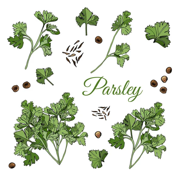 Set  with  bundles of  leaves of parsley and spices. Hand drawn nk and colored sketch isolated on white background. — Stock Vector