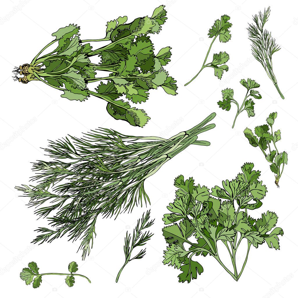 Collection of different bundles of herbs. Hand drawn ink and colored sketch isolated on white background.
