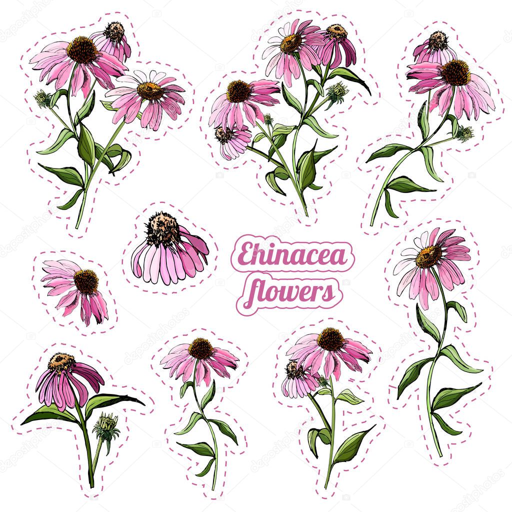 Collection of sitickers of  bouquets of pink echinacea flower. Hand drawn sketch. Vector illustration.