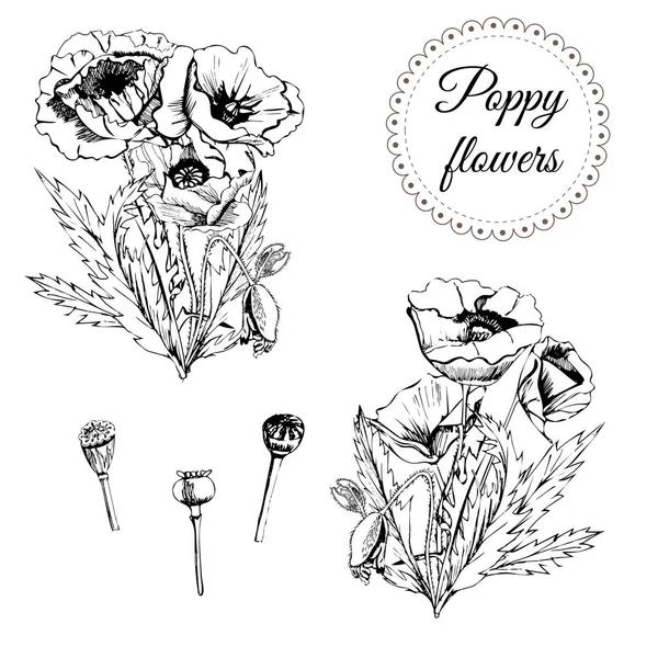 ポピーの花の boquets の葉のグラフィックを設定します。白い背景に分離された手描きモノクロ スケッチ. — ストックベクタ