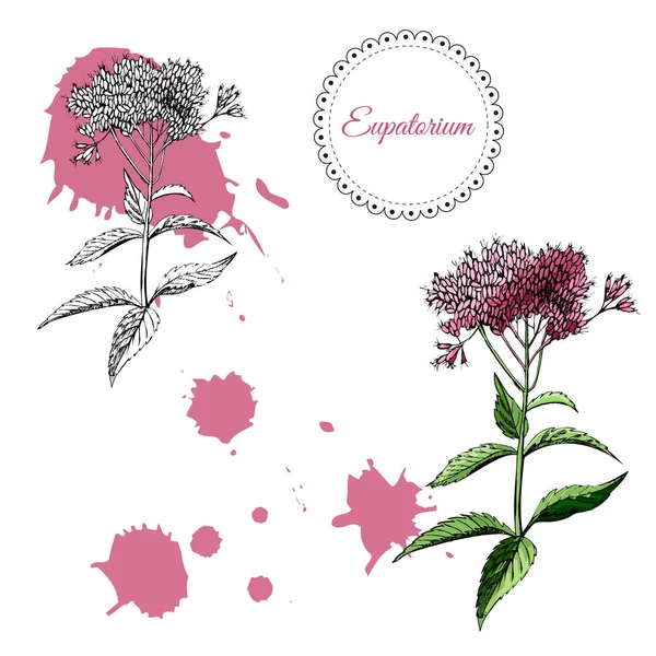 Collectie met zwart-wit en gekleurde sketch van één eupatorium bloemen en abstracte vlekken. Hand getrokken inkt en gekleurde sketch geïsoleerd op witte achtergrond. — Stockvector