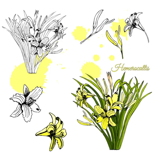 Σετ με μονόχρωμη και έγχρωμο σκίτσο hemerocallis ανθοδέσμες από φρέσκα λουλούδια και αφαιρετικά σημεία. Χέρι μελάνι και έγχρωμο σκίτσο που απομονώνονται σε λευκό φόντο. — Διανυσματικό Αρχείο