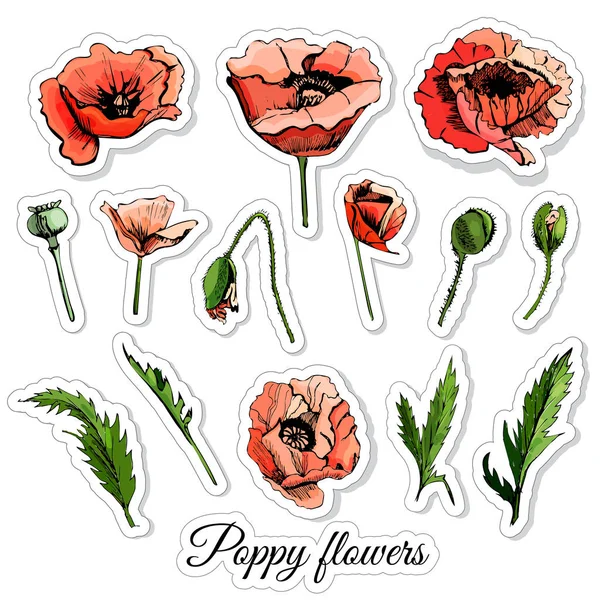Set di adesivi di disegno colorato disegnato a mano con fiori di papavero e foglie isolate su sfondo bianco . — Vettoriale Stock