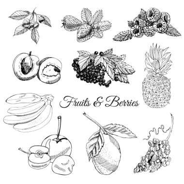 Tek renkli dizi farklı meyveler ile el çizilen mürekkep kroki ve beyaz arka plan üzerinde izole yaprakları ile meyve.
