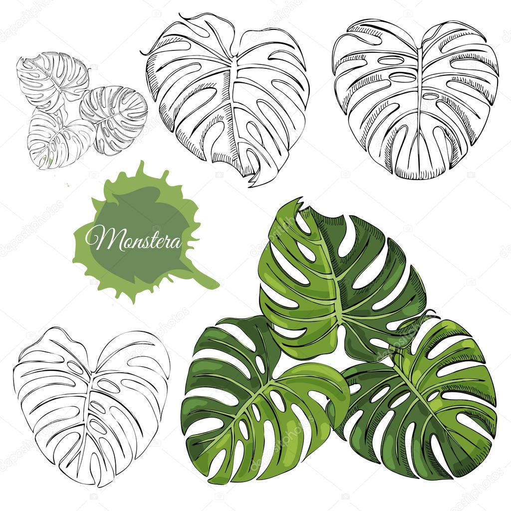 Set with monochrome and colored  monstera leaves and abstract spot. Hand drawn ink sketch isolated on white background.