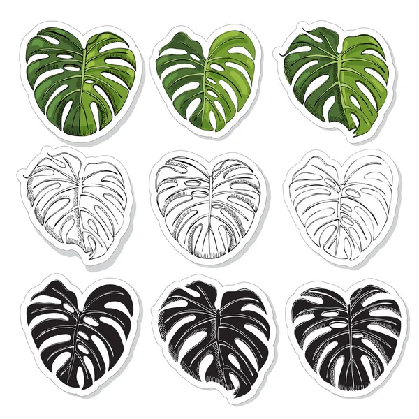 Stickerpack con hojas monocromas y coloreadas de monstera y silueta negra. Dibujo de tinta dibujado a mano . — Vector de stock