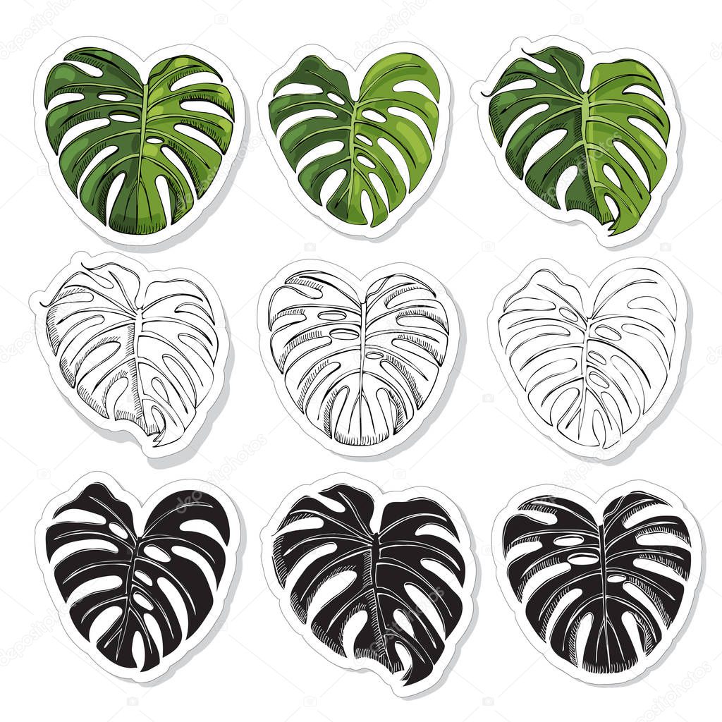 Stickerpack with monochrome and  colored  leaves of monstera and black silhouette. Hand drawn ink sketch.