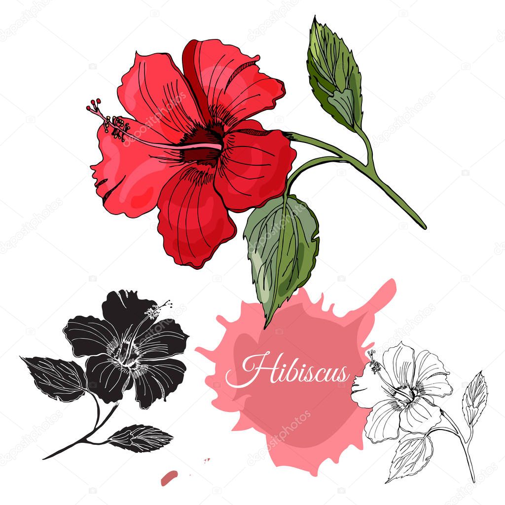 Set with monochrome, colored and silhouette of hibiscus flower. Hand drawn ink sketch isolated on white background.