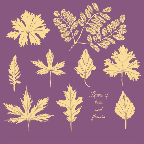 Set de hojas amarillas de árboles y flores sobre fondo violeta. Dibujo de tinta dibujado a mano . — Vector de stock
