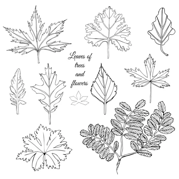 Colección con hojas monocromas de árboles y flores. Dibujo de tinta dibujado a mano aislado sobre fondo blanco . — Archivo Imágenes Vectoriales