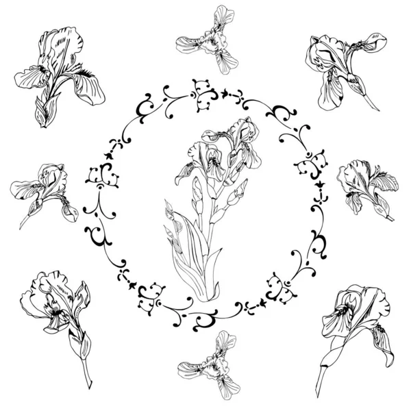 Collezione con cime singole e bouquet di fiori di iris. Schizzo di inchiostro disegnato a mano. Set di elementi monocromatici isolati su sfondo bianco . — Vettoriale Stock