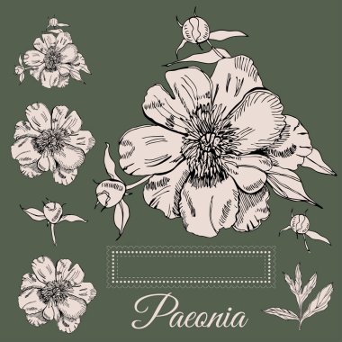 Metin için şakayık ve sınır çiçekleri ile Toplama. Elle çizilmiş mürekkep çizimi. Koyu yeşil arka plan üzerinde pembe nesneler.