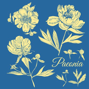 Şakayık çiçekleri ile ayarlayın. Elle çizilmiş mürekkep ve ters çizim. Mavi arka planda sarı nesneler.