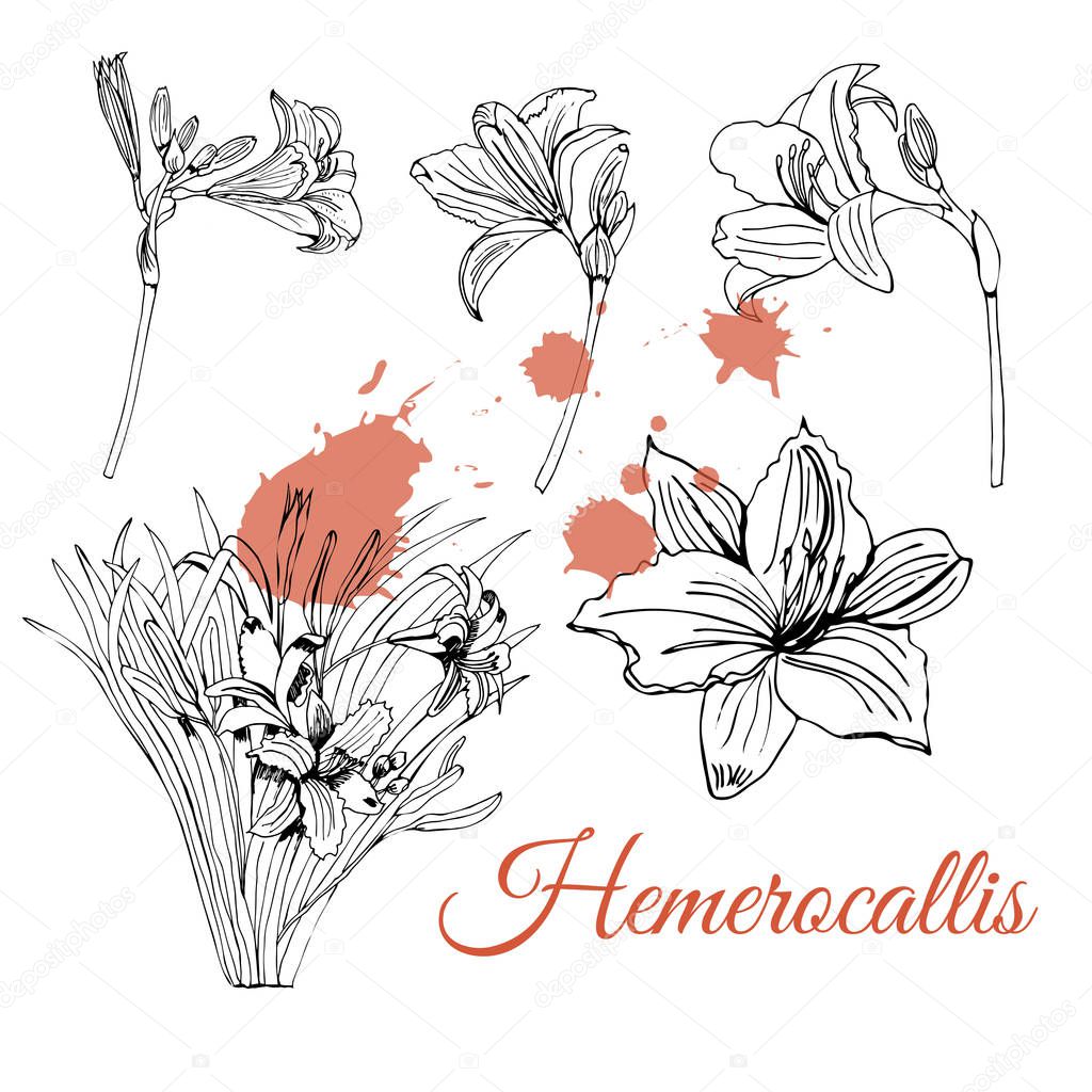 Set with monochrome  sketch of  hemerocallis flowers  and abstract spots. Hand drawn ink  sketch isolated on white background.