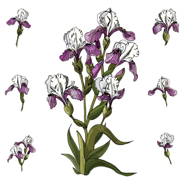 Set di bouquet e cime singole di fiori di iris. Inchiostro disegnato a mano e schizzo colorato. Collezione di elementi di colore isolati su sfondo bianco . — Vettoriale Stock