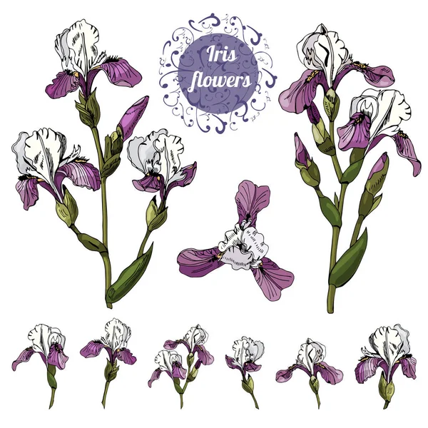 Brancas y brotes individuales de flores de iris. Tinta dibujada a mano y boceto de colores. Colección de elementos de color aislados sobre fondo blanco . — Archivo Imágenes Vectoriales