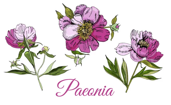 ピオニーの花のセット。ピオニーの手描きのインクスケッチ。バナー、招待状、グリーティングカードの白い背景に分離された色付きの要素. — ストックベクタ