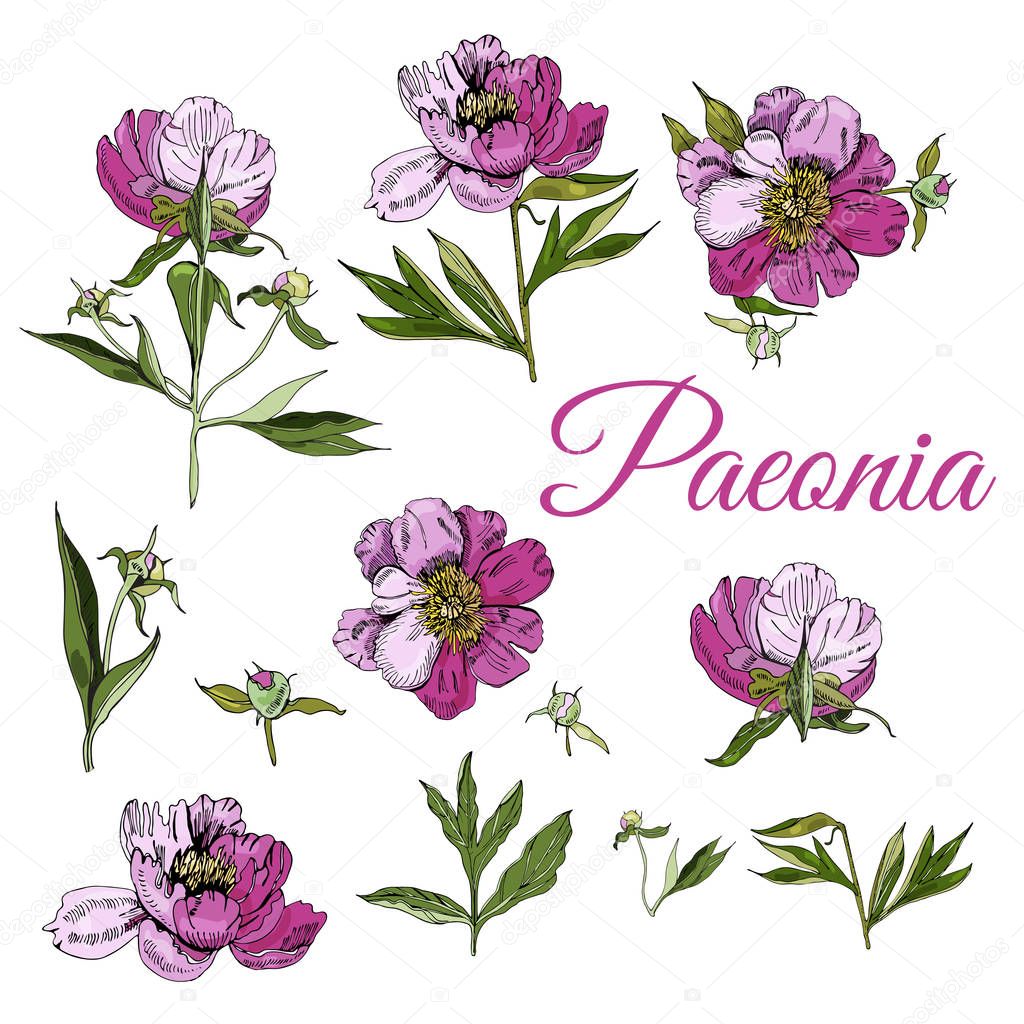 Set of peony flowers. Hand drawn ink sketch of  peony. Colored objects isolated on white background.