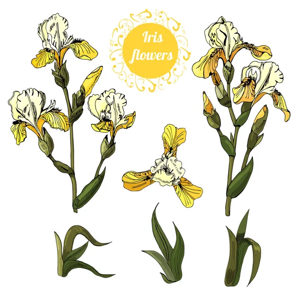 黄色いアイリスの花の枝と葉のセット。手描きのインクと色付きのスケッチ。白い背景に分離されたカラーオブジェクトのコレクション. — ストックベクタ