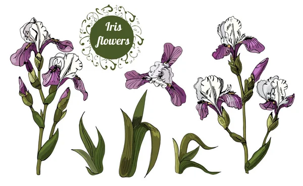 Ramas y hojas de flores de iris. Tinta dibujada a mano y boceto de colores. Conjunto de objetos de color aislados sobre fondo blanco . — Archivo Imágenes Vectoriales