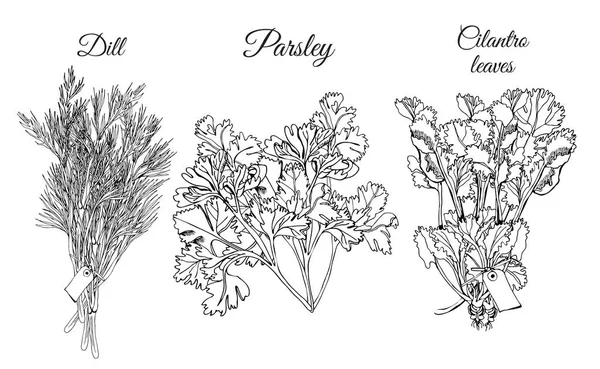 Colección Diferentes Paquetes Hierbas Dibujo Tinta Dibujado Mano Aislado Sobre — Archivo Imágenes Vectoriales