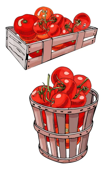 Set aus Schachtel und Korb mit handgezogenen roten Tomaten. Tusche und farbige Skizze. Farbige Objekte isoliert auf weißem Hintergrund. — Stockvektor